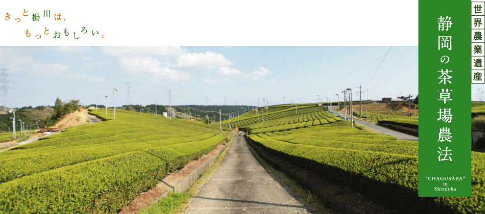 「静岡の茶草場農法」　写真ギャラリー、撮影スポット