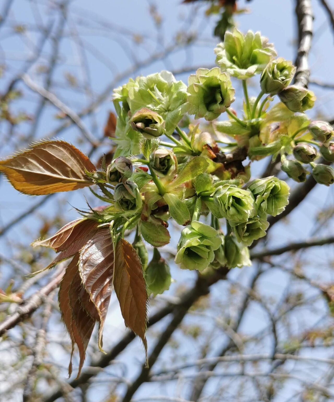 緑の桜 御衣黄だより | 掛川観光情報 観光と交流の町「静岡県掛川市」